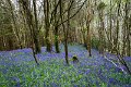 Bluebells and wild garlic in Rossmore Forest Park - May 2017 (25)